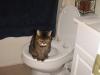 My cat   LOL