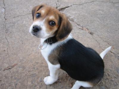 my little peanut