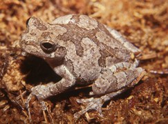 treefrog.jpg
